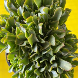 CRASSULA UNDULATIFOLIA