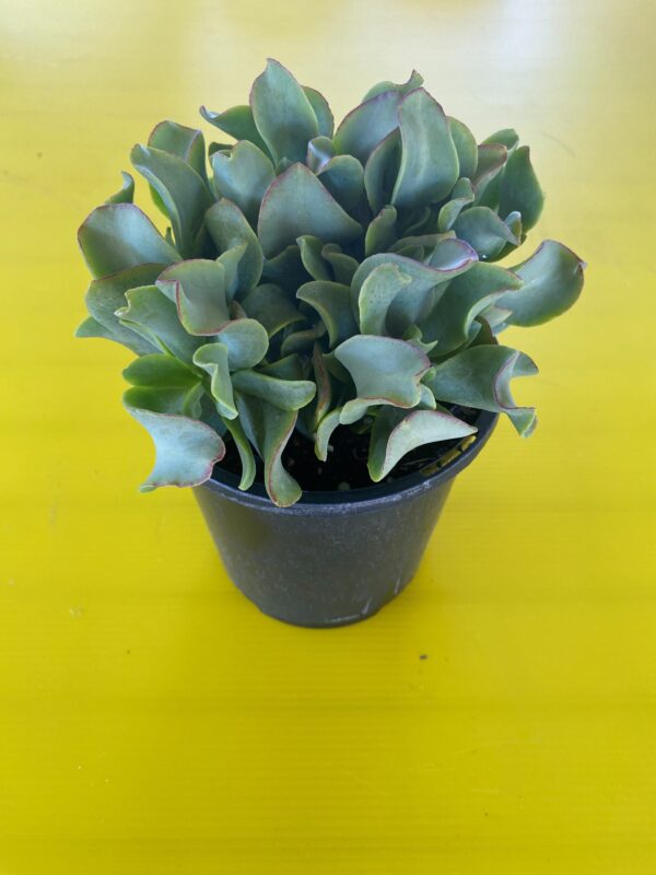 CRASSULA UNDULATIFOLIA