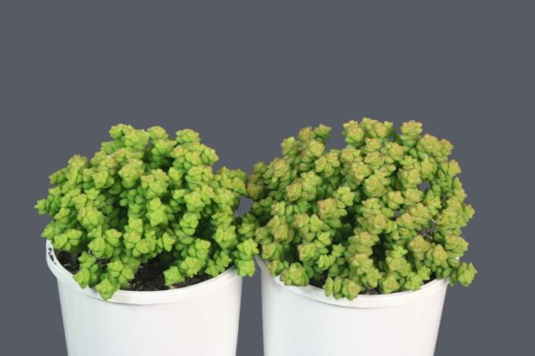 CRASSULA TOM THUMB