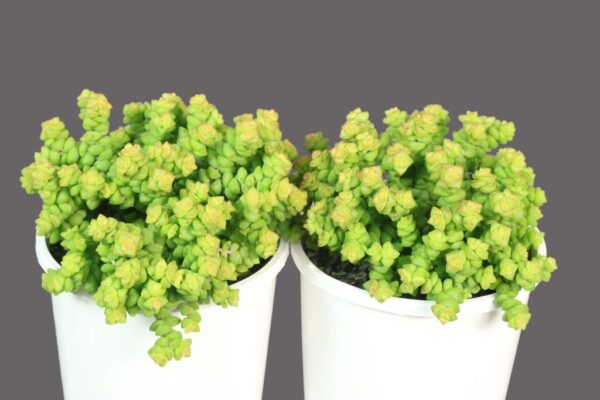 CRASSULA TOM THUMB