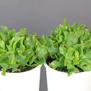 CRASSULA UNDULATA