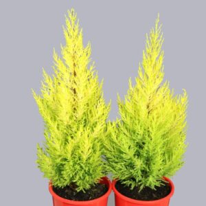CUPRESSUS LEMON SCENT