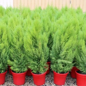 CUPRESSUS LEMON SCENT