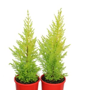 CUPRESSUS LEMON SCENT