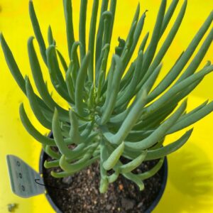 CURIO TALINOIDES