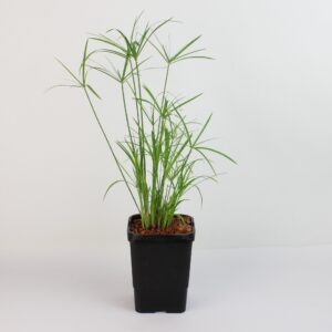 CYPERUS ALTERNIFOLIUS GRACILLIS