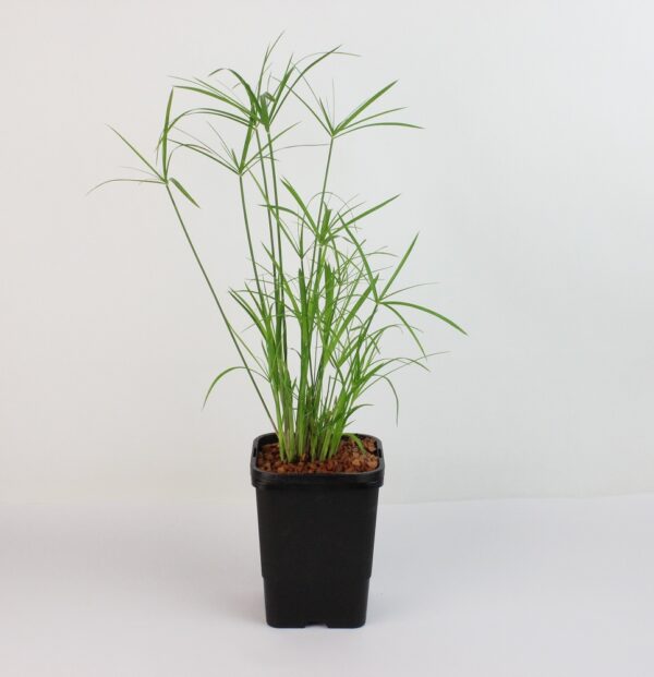 CYPERUS ALTERNIFOLIUS GRACILLIS