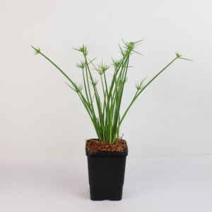 CYPERUS PAPYRUS NANA