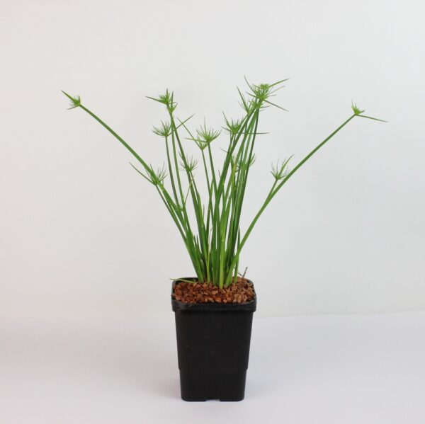 CYPERUS PAPYRUS NANA