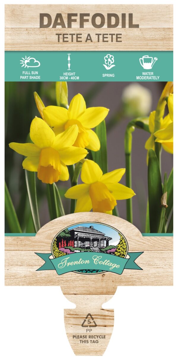 DAFFODIL TETE A TETE Triple planted