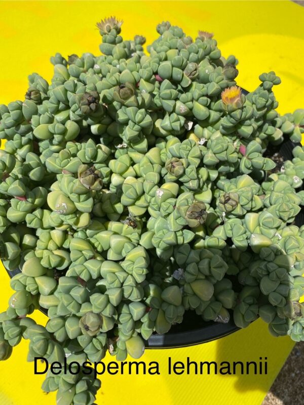DELOSPERMA LEHMANII