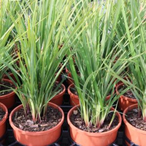 DIANELLA REVOLUTA (TB BLUEBERRY LILY)