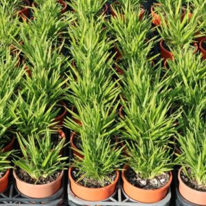 DIANELLA CAERULEA BREEZE