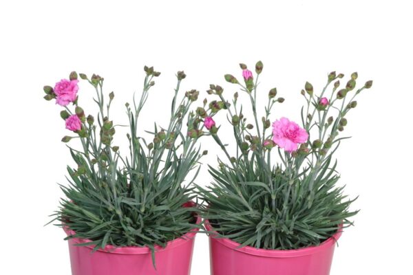 DIANTHUS CANDY FLOSS MAUVE