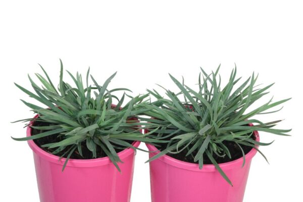 DIANTHUS CANDY FLOSS MAUVE