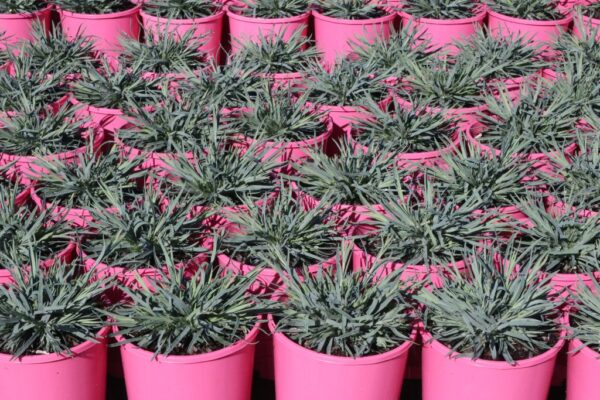 DIANTHUS CANDY FLOSS MAUVE
