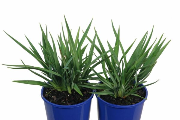 DIANELLA CAERULEA CASSA BLUE