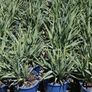 DIANELLA CAERULEA CASSA BLUE