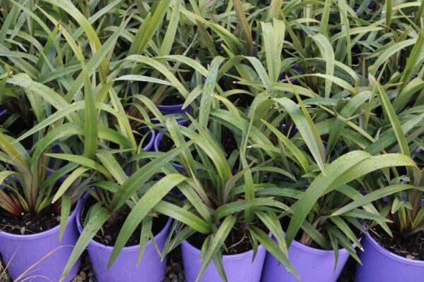 DIANELLA CHERRY RED