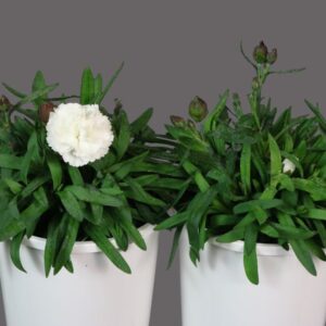 Dianthus Sunflor Cosmos