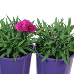 Dianthus Sunflor Fygi