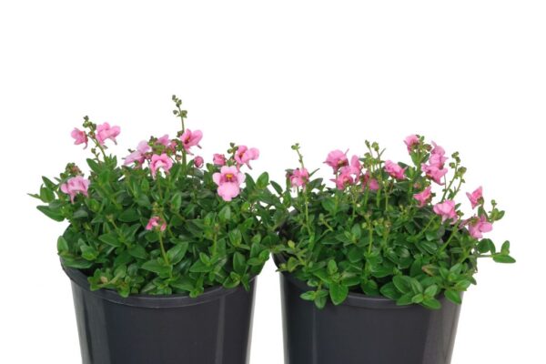 Diascia Genta Pink
