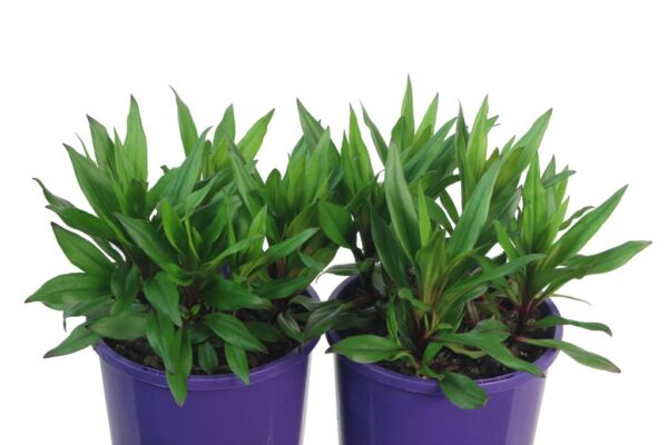 DIANTHUS HEART ATTACK
