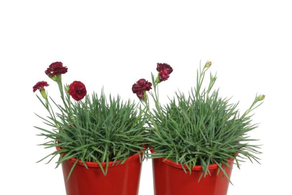 DIANTHUS PASSION
