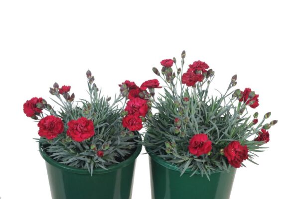 DIANTHUS REBEKAH