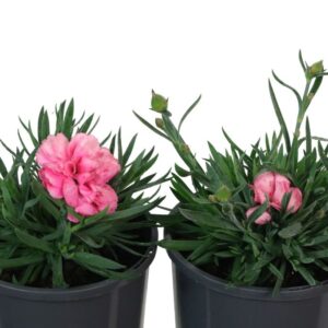 Dianthus Sunflor Serena