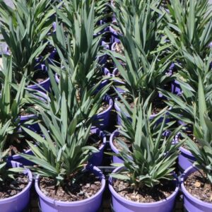 Dianella Summer Rev Dian04