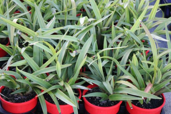 DIANELLA TASMANICA TAS RED
