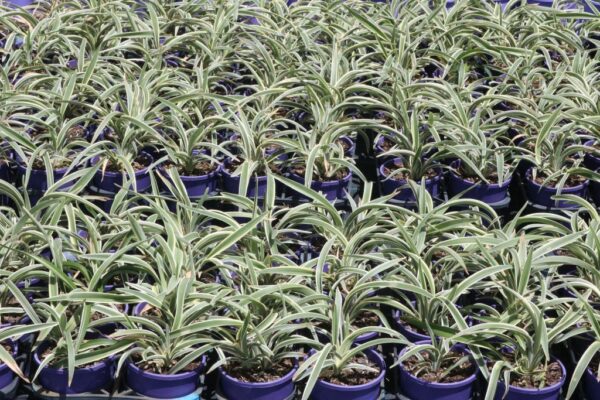DIANELLA TASMANICA WYEENA