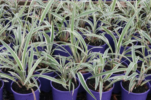 DIANELLA TASMANICA WYEENA TAS300