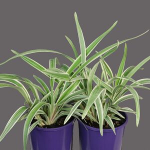 DIANELLA TASMANICA WYEENA TAS300