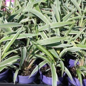 DIANELLA TASMANICA WYEENA