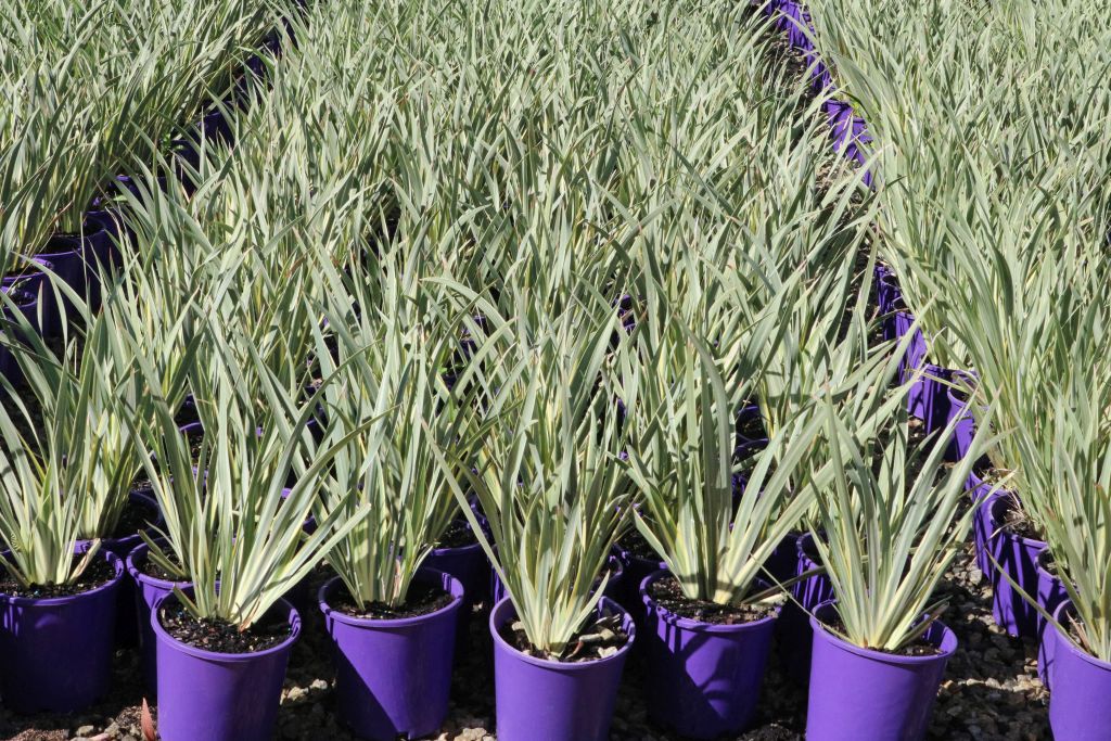 DIETES IRIDIOIDES WHITE TIGER - The Plant Supply Co.