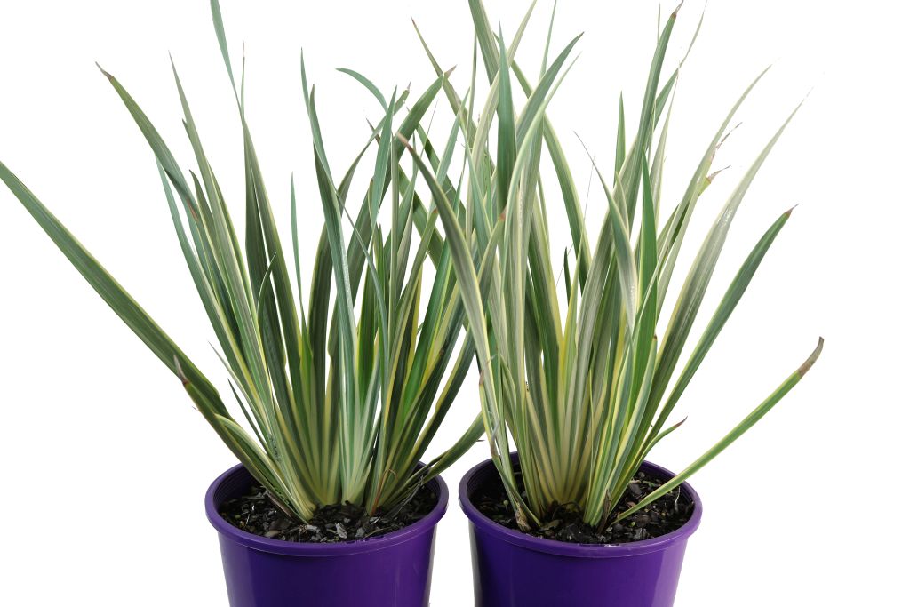 DIETES IRIDIOIDES WHITE TIGER - The Plant Supply Co.