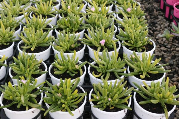 Disphyllum Sunpink