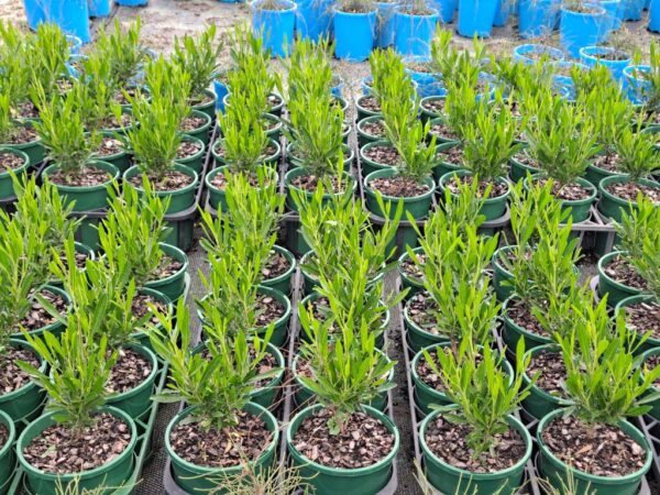 DODONAEA MR GREEN SHEEN