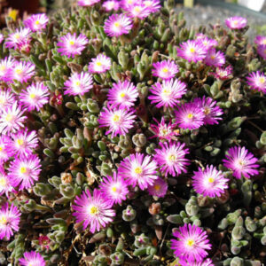 Groundcovers & Climbers