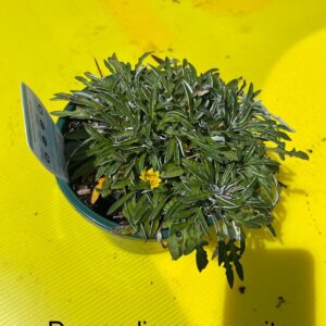 DYMONDIA MARGUERITE