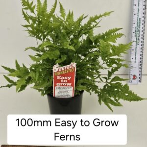 EASY GROW FERNS