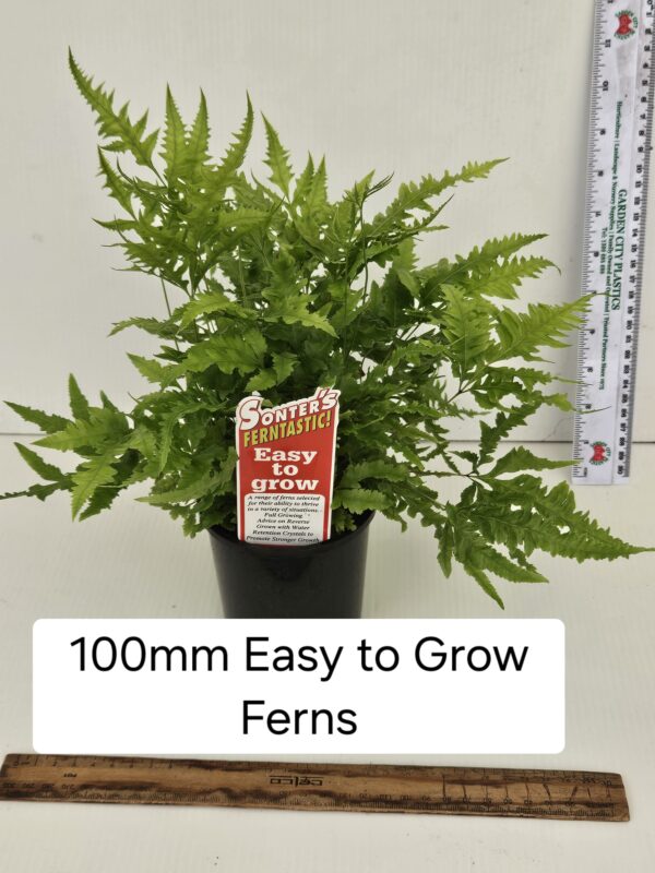 EASY GROW FERNS