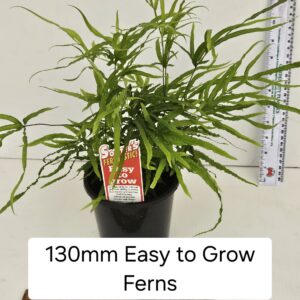 EASY GROW FERNS