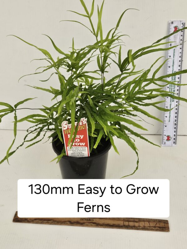 EASY GROW FERNS