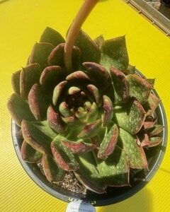 ECHEVERIA BENIMUSUME