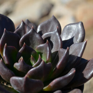 ECHEVERIA BLACK PRINCE
