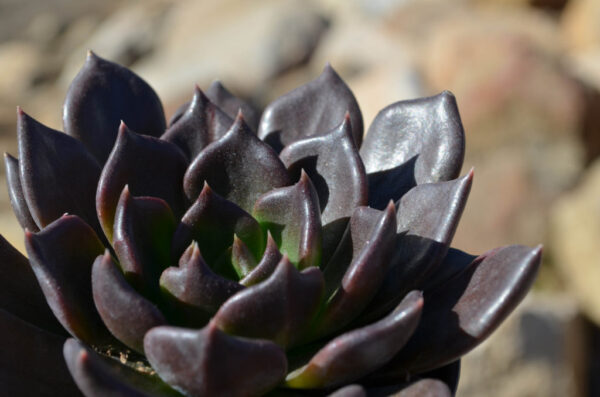 ECHEVERIA BLACK PRINCE