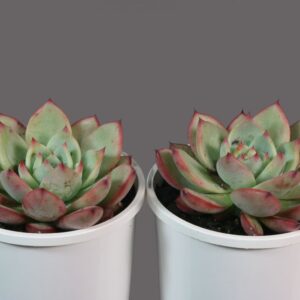 ECHEVERIA COLORATA